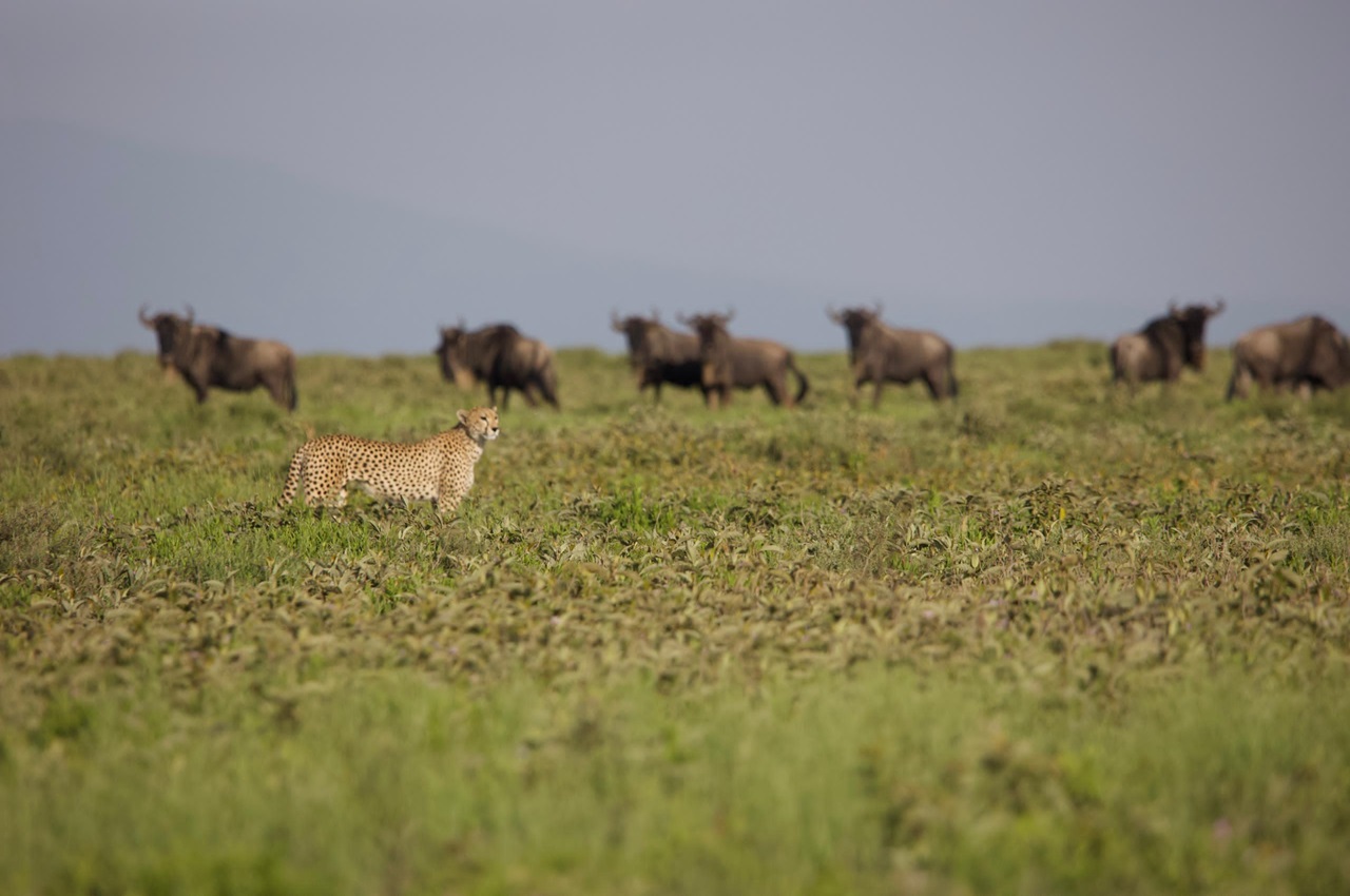 3 Days Maasai Mara Budget Group Safari