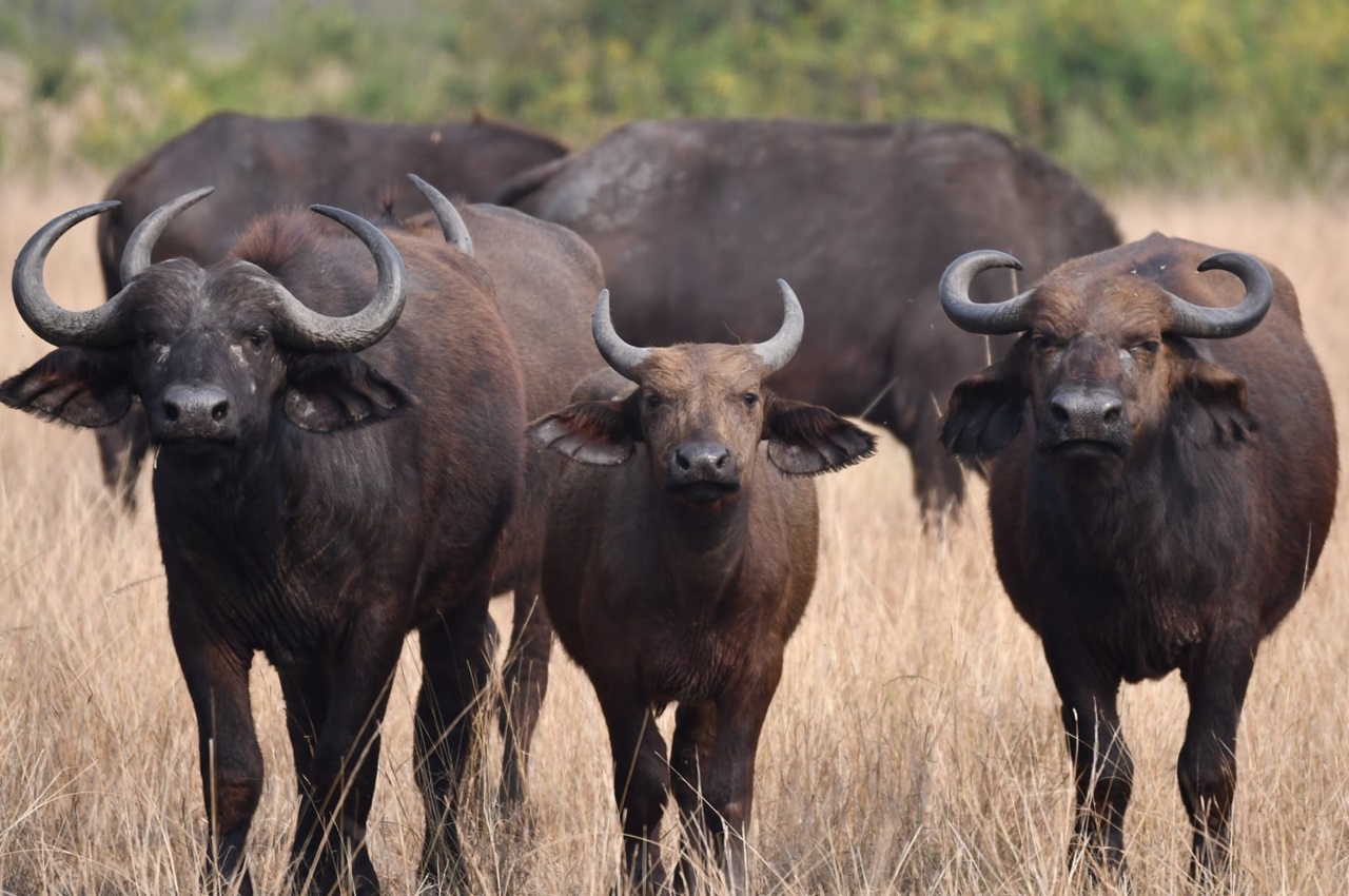 6 Days Maasai Mara – Lake Nakuru – Amboseli Safari