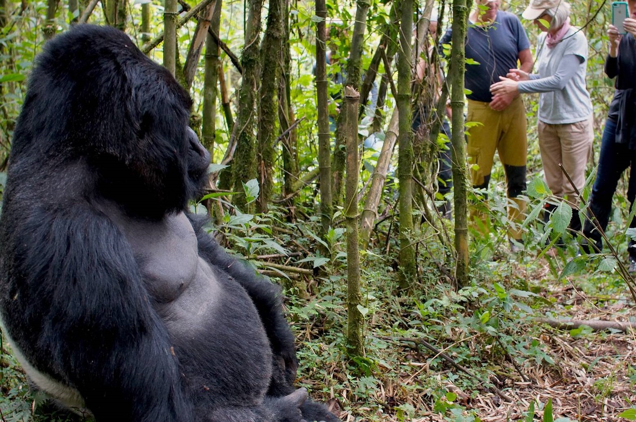 5 Days Gorilla Trekking Experience – Bwindi Impenetrable National Park